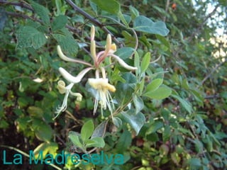 La Madreselva 