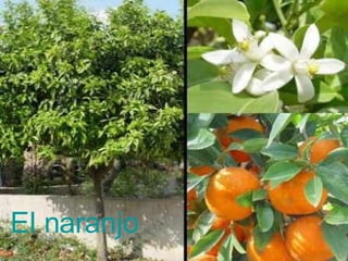 El naranjo 