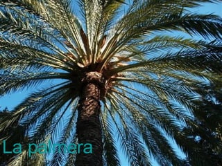 La palmera 