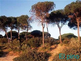 El pino 