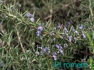 El romero 