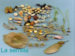La semilla 