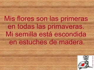 Mis flores son las primeras  en todas las primaveras.  Mi semilla está escondida  en estuches de madera. 