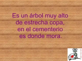 Es un árbol muy alto  de estrecha copa,  en el cementerio  es donde mora.   