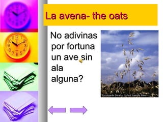 LLaa aavveennaa-- tthhee ooaattss 
NNoo aaddiivviinnaass 
ppoorr ffoorrttuunnaa 
uunn aavvee ssiinn 
aallaa 
aallgguunnaa?? 
 