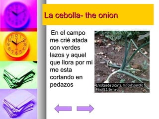 LLaa cceebboollllaa-- tthhee oonniioonn 
EEnn eell ccaammppoo 
mmee ccrriiéé aattaaddaa 
ccoonn vveerrddeess 
llaazzooss yy aaqquueell 
qquuee lllloorraa ppoorr mmii 
mmee eessttaa 
ccoorrttaannddoo eenn 
ppeeddaazzooss 
 