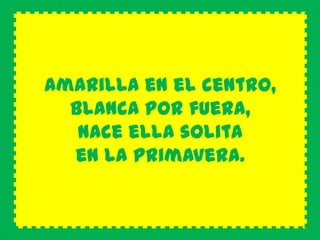 Amarilla en el centro,
  blanca por fuera,
   nace ella solita
  en la primavera.
 