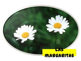 Las
margaritas
 