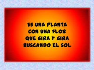 Es una planta
  con una flor
 que gira y gira
buscando el sol
 