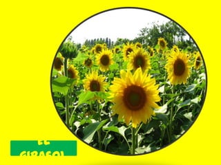 El
girasol
 