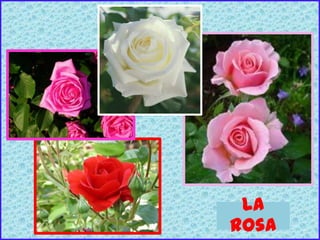 La
rosa
 