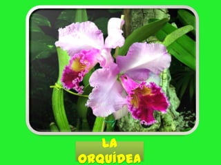 La
orquídea
 