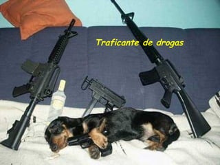 Traficante de drogas