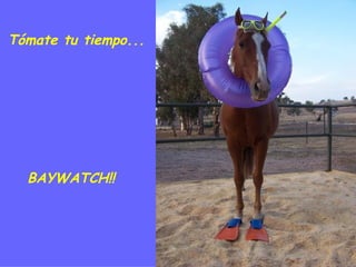 Tómate tu tiempo... BAYWATCH!!