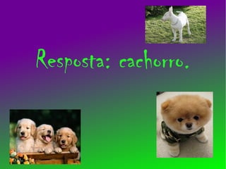 Resposta: cachorro.
 