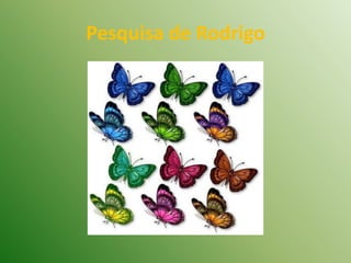 Pesquisa de Rodrigo 
