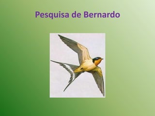 Pesquisa de Bernardo