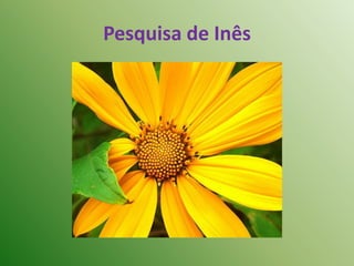 Pesquisa de Inês