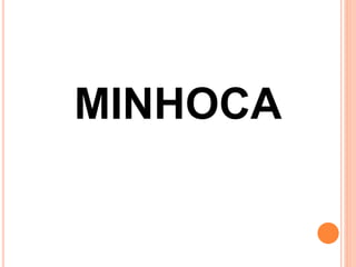 MINHOCA
 