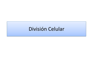 División Celular
 