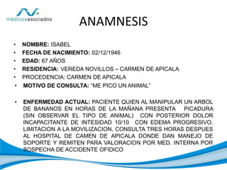 ANAMNESIS
• NOMBRE: ISABEL
• FECHA DE NACIMIENTO: 02/12/1946
• EDAD: 67 AÑOS
• RESIDENCIA: VEREDA NOVILLOS – CARMEN DE APICALA
• PROCEDENCIA: CARMEN DE APICALA
• MOTIVO DE CONSULTA: “ME PICO UN ANIMAL”
• ENFERMEDAD ACTUAL: PACIENTE QUIEN AL MANIPULAR UN ARBOL
DE BANANOS EN HORAS DE LA MAÑANA PRESENTA PICADURA
(SIN OBSERVAR EL TIPO DE ANIMAL) CON POSTERIOR DOLOR
INCAPACITANTE DE INTESIDAD 10/10 CON EDEMA PROGRESIVO,
LIMITACION A LA MOVILIZACION, CONSULTA TRES HORAS DESPUES
AL HOSPITAL DE CAMEN DE APICALA DONDE DAN MANEJO DE
SOPORTE Y REMITEN PARA VALORACION POR MED. INTERNA POR
SOSPECHA DE ACCIDENTE OFIDICO
 