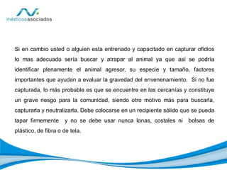 Si en cambio usted o alguien esta entrenado y capacitado en capturar ofidios
lo mas adecuado sería buscar y atrapar al animal ya que así se podría
identificar plenamente el animal agresor, su especie y tamaño, factores
importantes que ayudan a evaluar la gravedad del envenenamiento. Si no fue
capturada, lo más probable es que se encuentre en las cercanías y constituye
un grave riesgo para la comunidad, siendo otro motivo más para buscarla,
capturarla y neutralizarla. Debe colocarse en un recipiente sólido que se pueda
tapar firmemente y no se debe usar nunca lonas, costales ni bolsas de
plástico, de fibra o de tela.
 