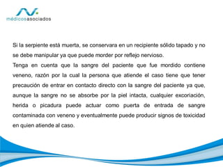 Si la serpiente está muerta, se conservara en un recipiente sólido tapado y no
se debe manipular ya que puede morder por reflejo nervioso.
Tenga en cuenta que la sangre del paciente que fue mordido contiene
veneno, razón por la cual la persona que atiende el caso tiene que tener
precaución de entrar en contacto directo con la sangre del paciente ya que,
aunque la sangre no se absorbe por la piel intacta, cualquier excoriación,
herida o picadura puede actuar como puerta de entrada de sangre
contaminada con veneno y eventualmente puede producir signos de toxicidad
en quien atiende al caso.
 
