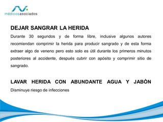 DEJAR SANGRAR LA HERIDA
Durante 30 segundos y de forma libre, inclusive algunos autores
recomiendan comprimir la herida para producir sangrado y de esta forma
extraer algo de veneno pero esto solo es útil durante los primeros minutos
posteriores al accidente, después cubrir con apósito y comprimir sitio de
sangrado.
LAVAR HERIDA CON ABUNDANTE AGUA Y JABÒN
Disminuye riesgo de infecciones
 