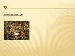 38
The Royal Bengal Tiger
 