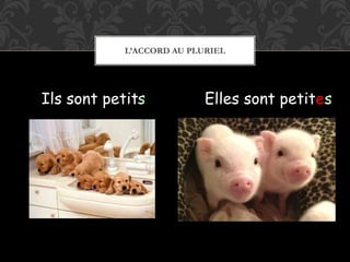 L’ACCORD AU PLURIEL
Ils sont petit Elles sont petits es
 