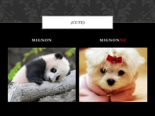 MIGNON MIGNONNE
(CUTE)
 