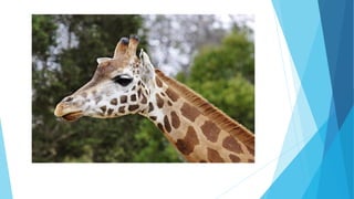 Adjective Clauses.pdf