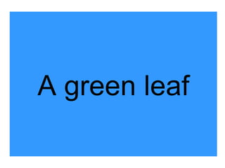 A green leaf 