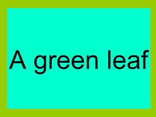 A green leaf 
