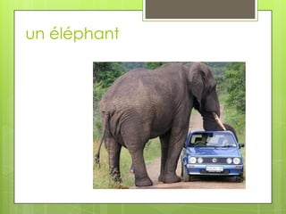 un éléphant
 