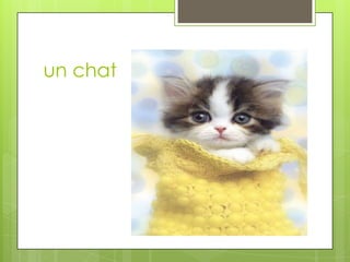 un chat
 