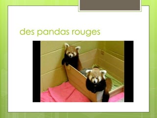 des pandas rouges
 