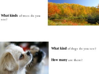 What kinds  of trees do you see? What kind  of dogs do you see? How many  are there? 