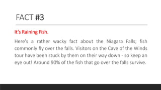 FACT #3
It’s Raining Fish.
Here's a rather wacky fact about the Niagara Falls; fish
commonly fly over the falls. Visitors on the Cave of the Winds
tour have been stuck by them on their way down - so keep an
eye out! Around 90% of the fish that go over the falls survive.
 