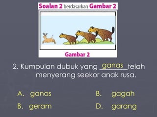 2. Kumpulan dubuk yang ________telah  menyerang seekor anak rusa. ganas B. gagah geram D.  garang ganas 