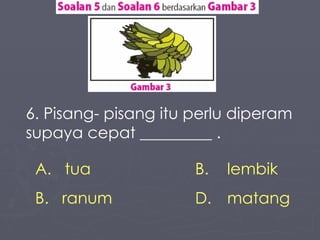 6. Pisang- pisang itu perlu diperam supaya cepat _________ . tua B. lembik ranum D.  matang 