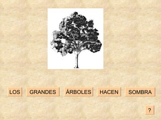 HACEN GRANDES ÁRBOLES LOS SOMBRA ? 