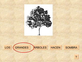 HACEN GRANDES ÁRBOLES LOS SOMBRA ? 