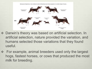 Darwin’s theory was based on artificial selection. In artificial selection, nature provided the variation, and humans selected those variations that they found useful.,[object Object], For example, animal breeders used only the largest hogs, fastest horses, or cows that produced the most milk for breeding.,[object Object]