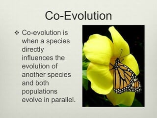Co-Evolution,[object Object],Co-evolution is when a species directly influences the evolution of another species and both populations evolve in parallel.,[object Object]