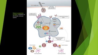Pattern recognition
receptor, receptors of
the innate immune
system
 