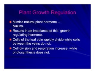 Plant Growth Regulation
Plant Growth Regulation
Plant Growth Regulation
Plant Growth Regulation
Mimics natural plant hormone
Mimics natural plant hormone –
–
Mimics natural plant hormone
Mimics natural plant hormone
Auxins.
Auxins.
Results in an imbalance of this growth
Results in an imbalance of this growth
g
g
regulating hormone.
regulating hormone.
Cells of the leaf vein rapidly divide while cells
Cells of the leaf vein rapidly divide while cells
p y
p y
between the veins do not.
between the veins do not.
Cell division and respiration increase, while
Cell division and respiration increase, while
photosynthesis does not.
photosynthesis does not.
 
