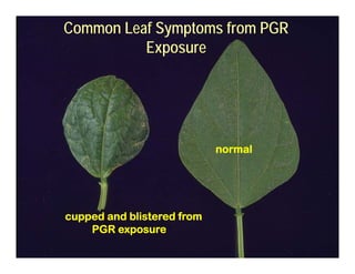Common Leaf Symptoms from PGR
Exposure
Exposure
normal
cupped and blistered from
PGR exposure
 