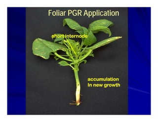 Foliar PGR Application
short internode
accumulation
In new growth
In new growth
 