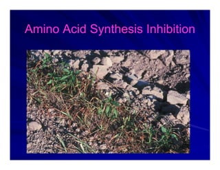 Amino Acid Synthesis Inhibition
Amino Acid Synthesis Inhibition
Amino Acid Synthesis Inhibition
Amino Acid Synthesis Inhibition
 